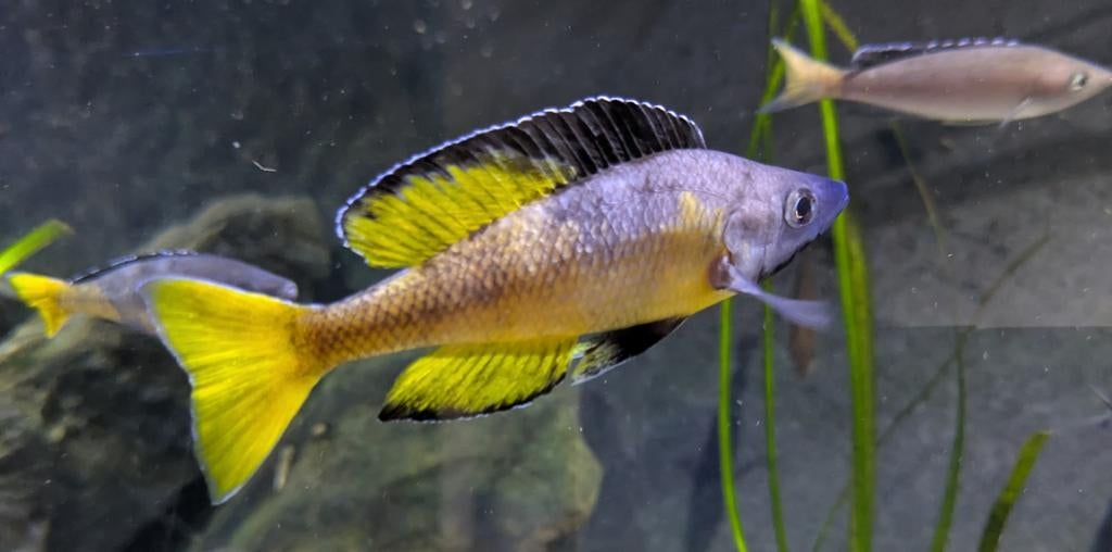 Cyprichromis Leptosoma Rainbow Cape Tembwe, Vis