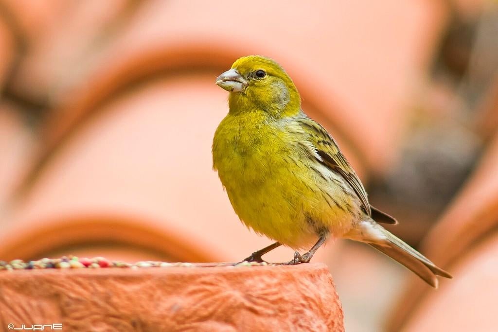 Gezocht 1of 2 kanarie pop(2024-jaar2025), Dieren en Toebehoren, Vrouwelijk, Kleurkanarie