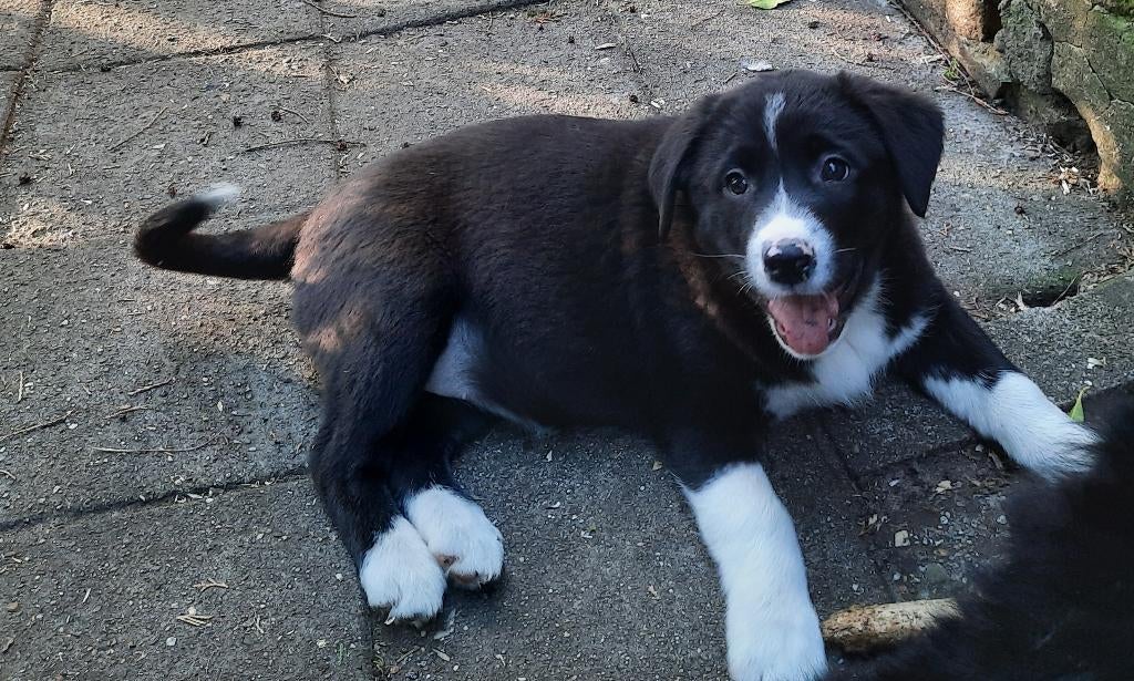 Enthousiaste kruising Australian Shepherd x Labrador pups., Parvo, 8 tot 15 weken, Meerdere, Meerdere dieren