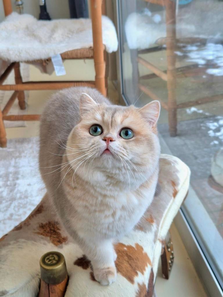 Brits korthaar dekkater met stamboom | NIET TE KOOP!|, Dieren en Toebehoren