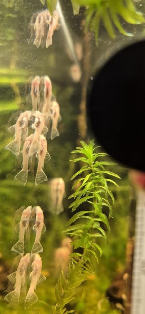 Albino ancistrussen, Vis, Zoetwatervis