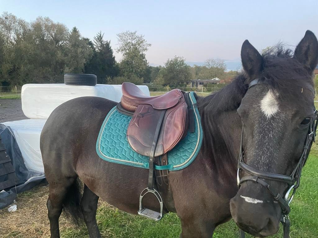 Allround c-pony, Dieren en Toebehoren, Ophalen