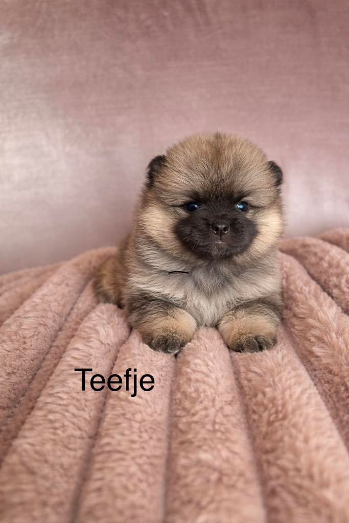 Pomsky pups pomsky x pomeriaantje, 8 tot 15 weken, Poolhond, Parvo, Meerdere