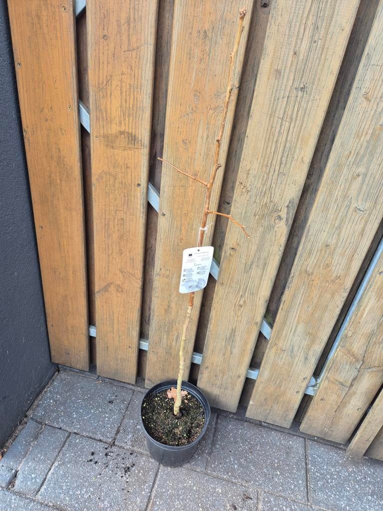 Ginkgo biloba boompje 50-60cm, Ophalen, In pot, Volle zon, Minder dan 100 cm