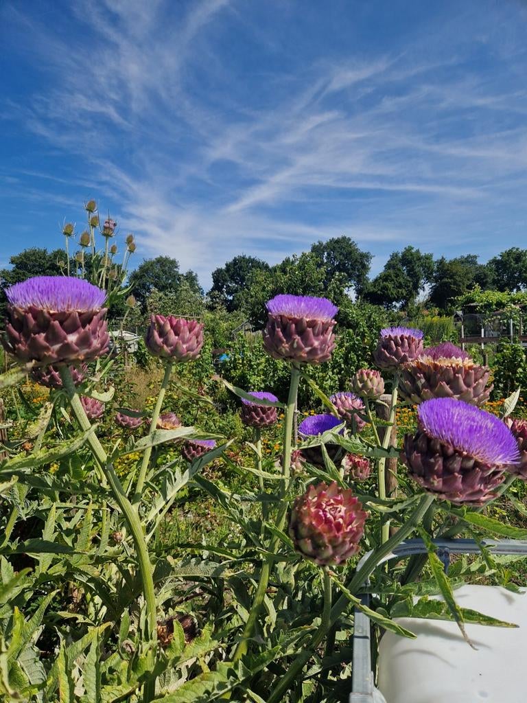 Artisjok zaden onbespoten, Tuin en Terras, Bloembollen en Zaden, Ophalen of Verzenden