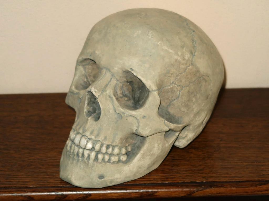 REPLICA volledige Schedel mens, complete menselijke skull 19, Ophalen of Verzenden, Nieuw