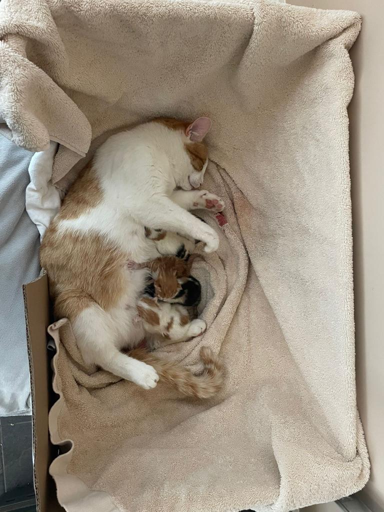 Kittens/poesjes te koop, Particuliere oppas