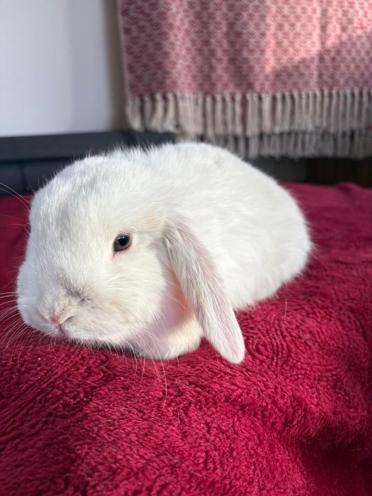 Lief jong Nederlands Hangoro Dwerg met Minilop Ram te koop, Dieren en Toebehoren, Mannelijk, Dwerg, Hangoor, 0 tot 2 jaar