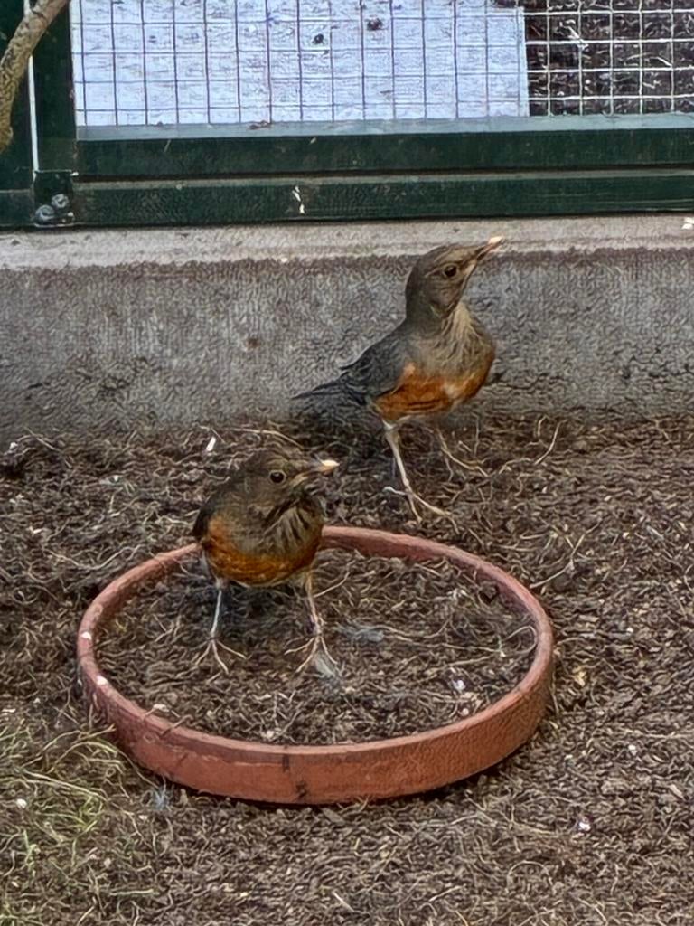 2 Zwartborst lijsters poppen, Dieren en Toebehoren, Vrouwelijk