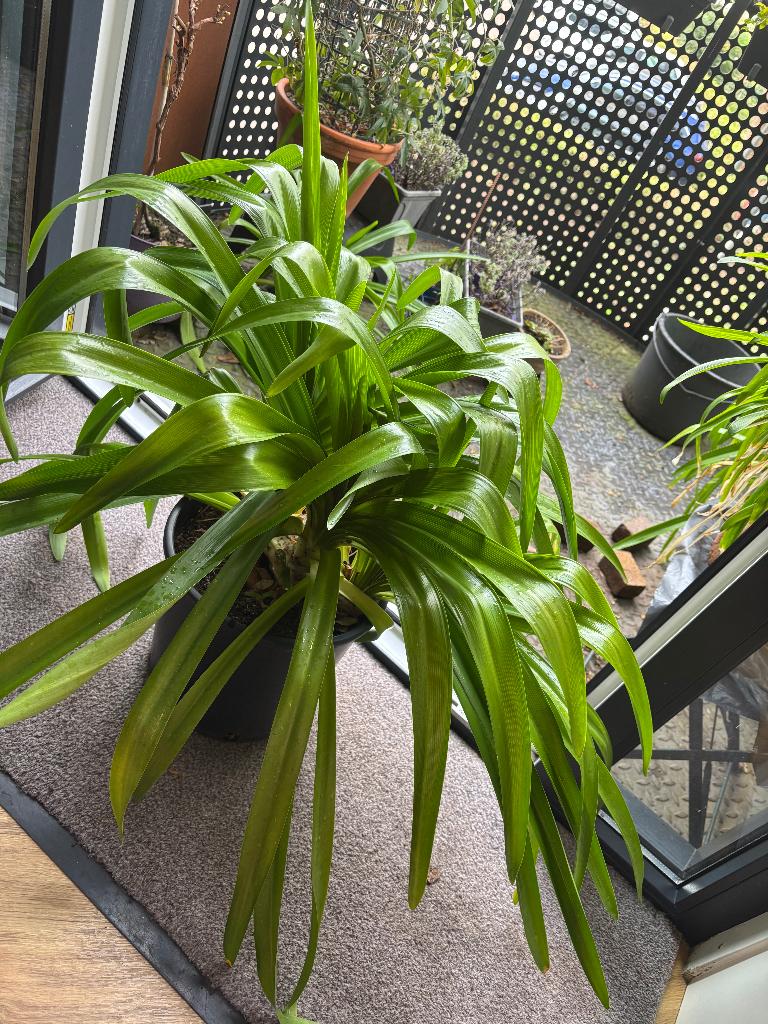 Prachtige Agapanthus Enigma, Tuin en Terras, Planten | Tuinplanten, Volle zon, Vaste plant, Zomer, Ophalen