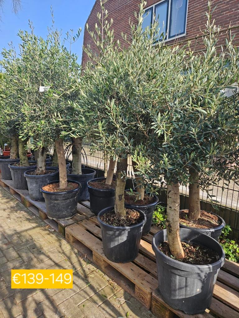 Olijfbomen 170cm hoog dikke stam 115-159 euro, Volle zon, Ophalen of Verzenden, 100 tot 250 cm, Olijfboom