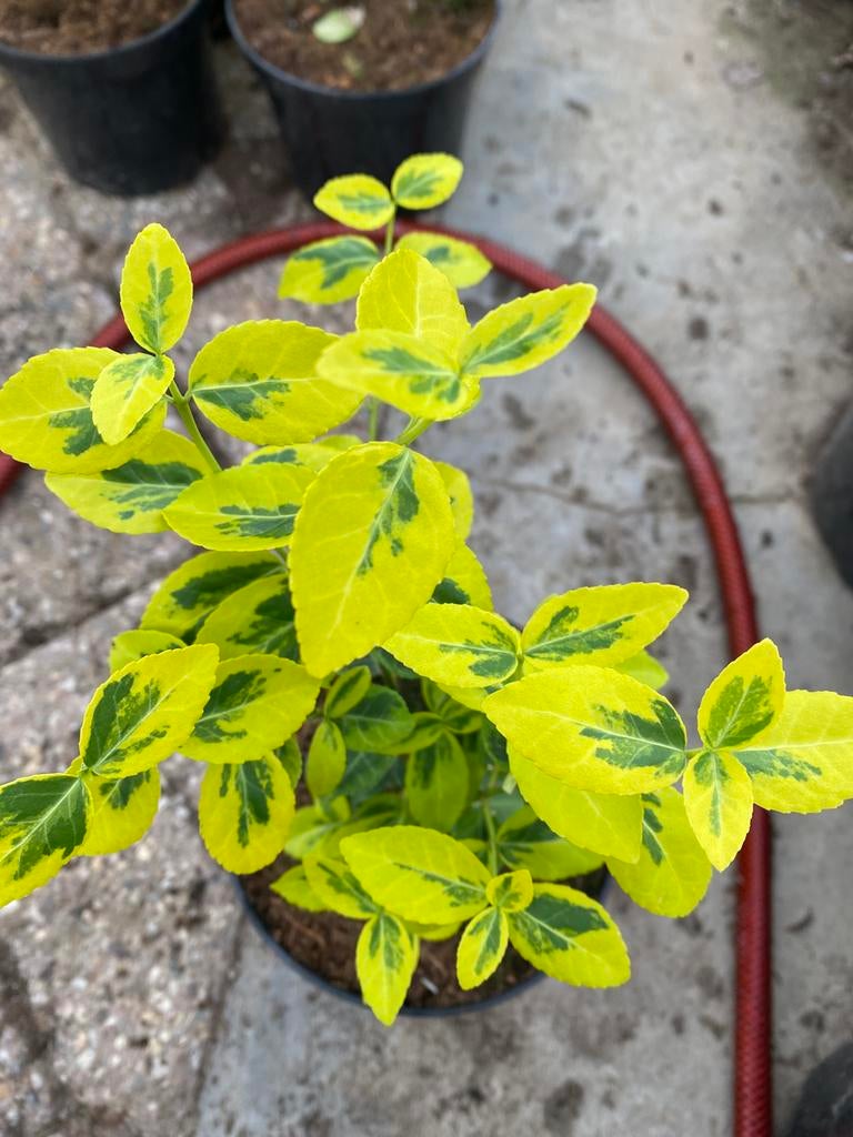 Euonymus fortunei 'Emerald 'n Gold', Ophalen, Minder dan 100 cm, Overige soorten, Zomer