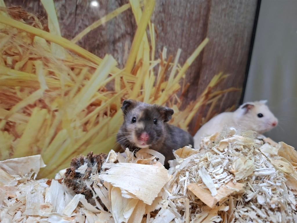 Hele leuke Syrische hamster vrouwen, Januari, Vrouwelijk, Hamster