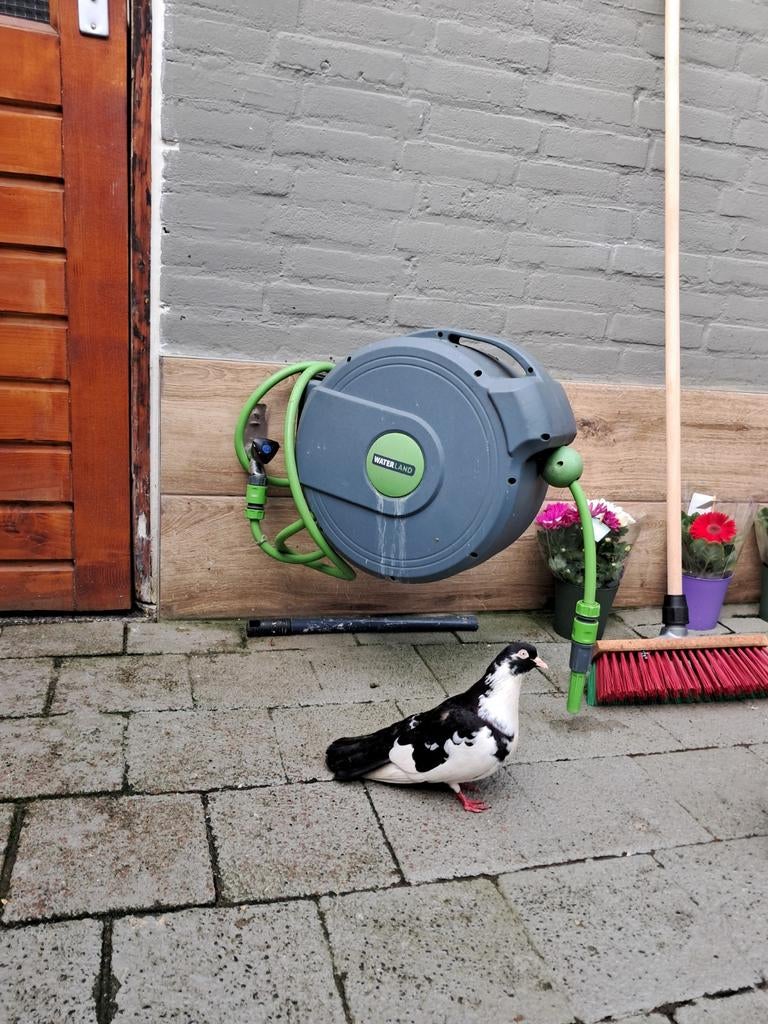 Ik verkoop een goed paar duiven., Dieren en Toebehoren, Ophalen of Verzenden