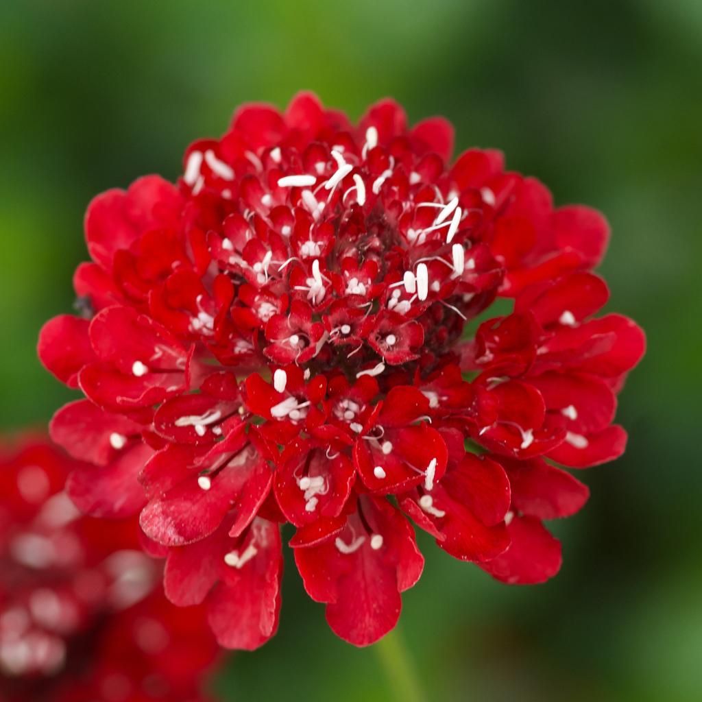 Zaden duifkruid rood (Scabiosa atropupurea Fire King), Ophalen of Verzenden, Voorjaar, Volle zon, Zaad