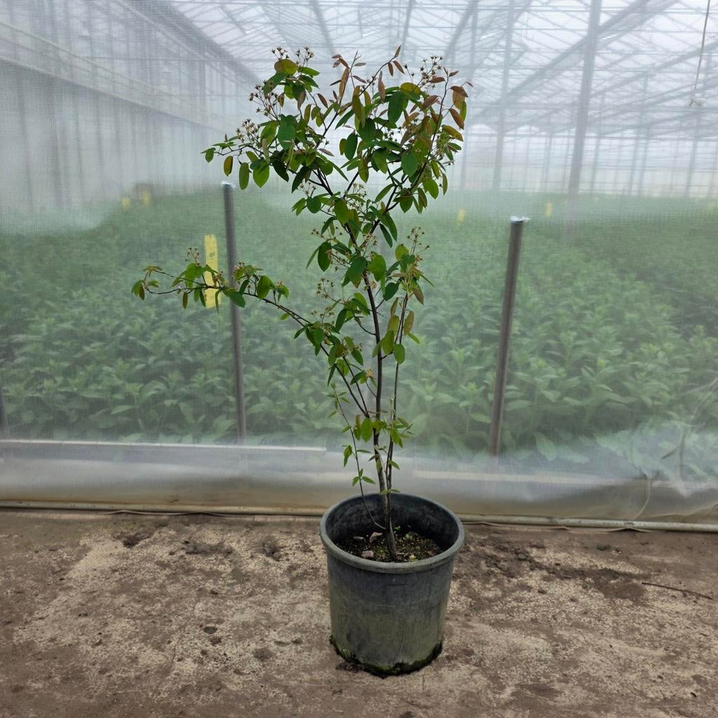 Amelanchier lamarckii Krentenboom, Tuin en Terras, Volle zon, Vaste plant, Lente, Ophalen