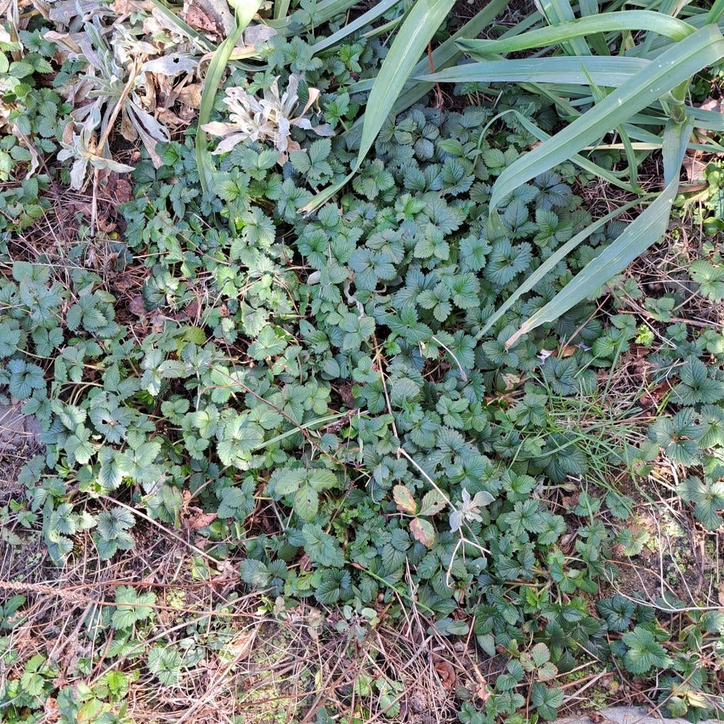 Gratis sieraardbei plantjes, Tuin en Terras, Planten | Struiken en Hagen, Ophalen, Overige soorten