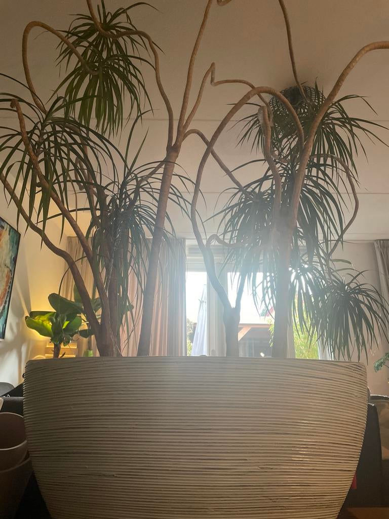 Grote Dracaena in pot - indrukwekkende kamerplant, Ophalen, 200 cm of meer, Overige soorten, In pot