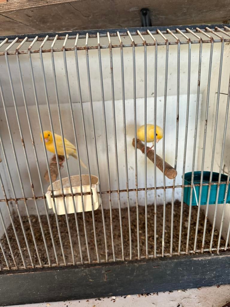 Oranje kanarie, Dieren en Toebehoren, Vogels | Kanaries, Meerdere dieren, Kleurkanarie