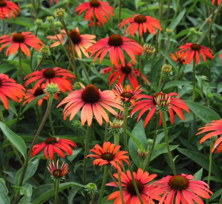 Echinacea purpurea 'Tomato Soup' / Zonnehoed P9 pot, Ophalen of Verzenden, Volle zon
