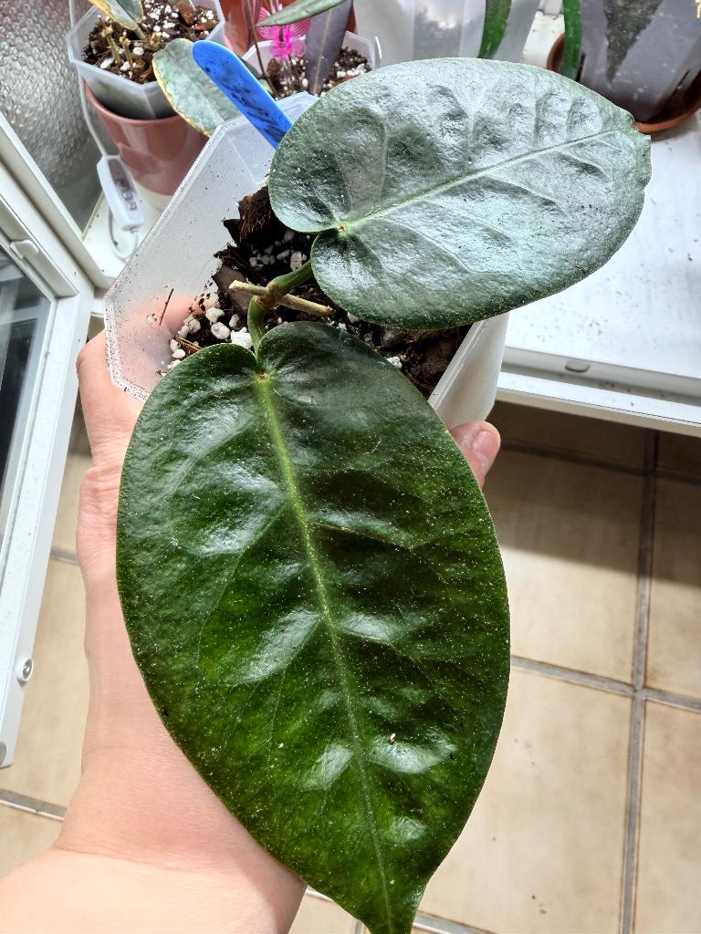 Hoya NS10-057 piestolepis, Verzenden, Overige soorten, Halfschaduw, Minder dan 100 cm