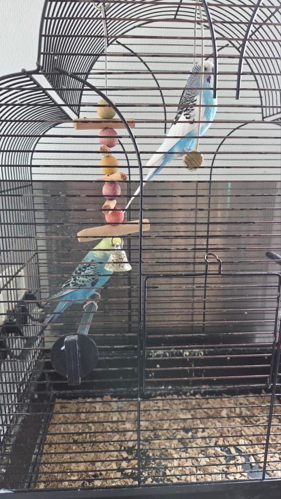 2 grasparkieten mannetje + accessoires, Mannelijk, Parkiet