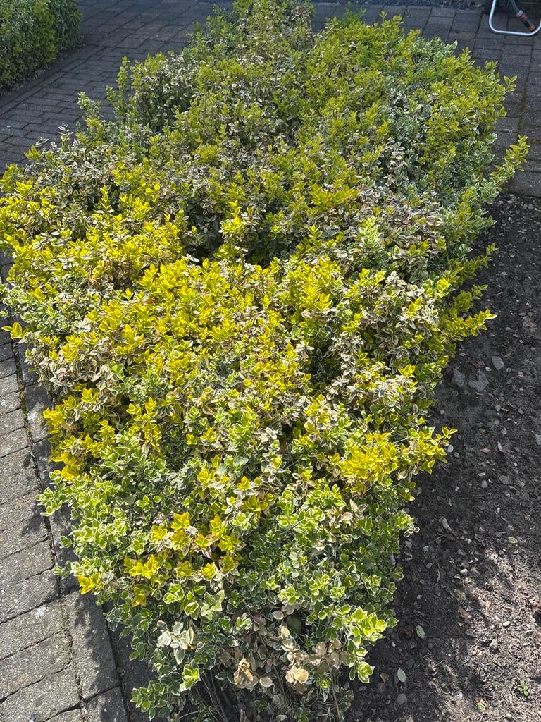 Euonymus struik gratis af te halen, Ophalen, Bodembedekkers, Vaste plant, Bloeit niet