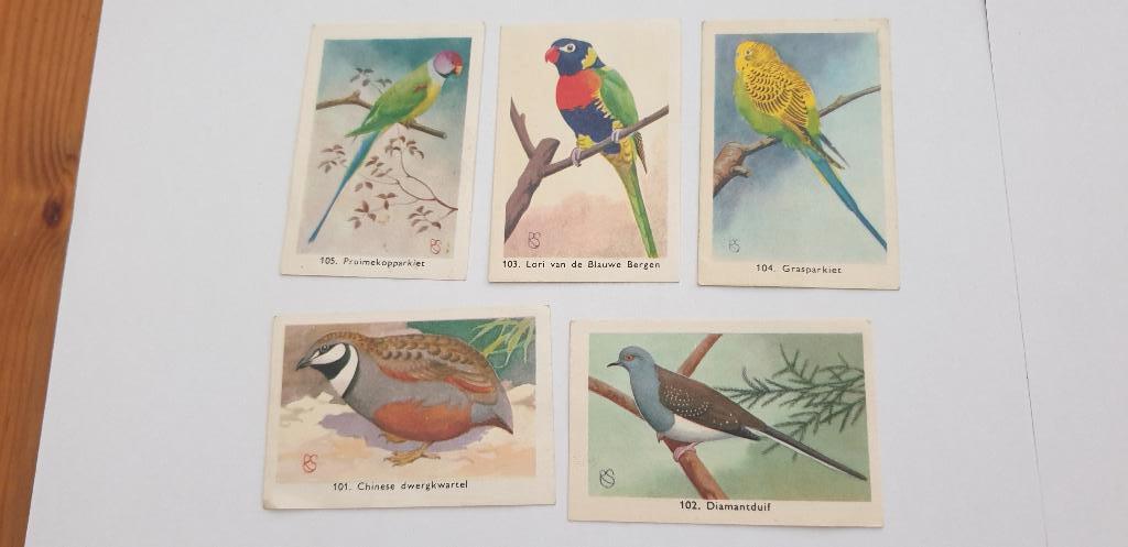 3286 rizla zo leer je de vogels kennen ., Verzenden, Gelezen