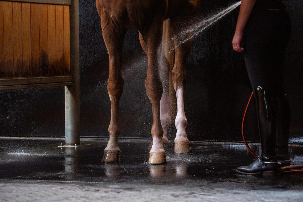 Alle soorten pony's en paarden gezocht ook met bemerkingen!, Meerdere dieren, Niet van toepassing, Recreatiepony, 0 tot 2 jaar