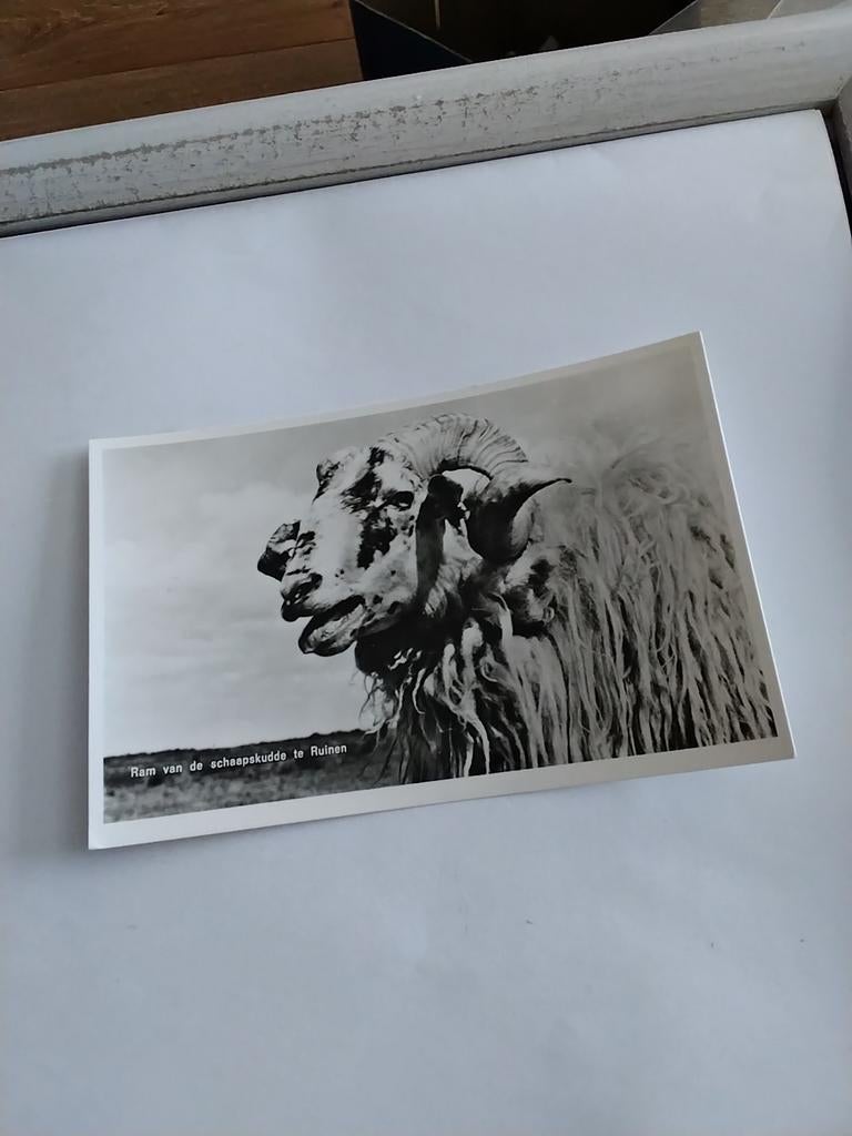 RAM. van de schaapskudde te RUINEN, Ophalen of Verzenden, Gelderland