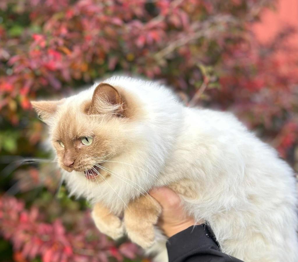 Prachtige Cinnamon mink ragdoll herplaatser, Dieren en Toebehoren, Katten en Kittens | Raskatten | Langhaar, Poes, 6 jaar of ouder