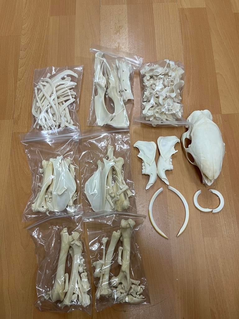 Schedel / Skelet afrikaans stekelvarken, Ophalen of Verzenden, Nieuw, Wild dier, Schedel