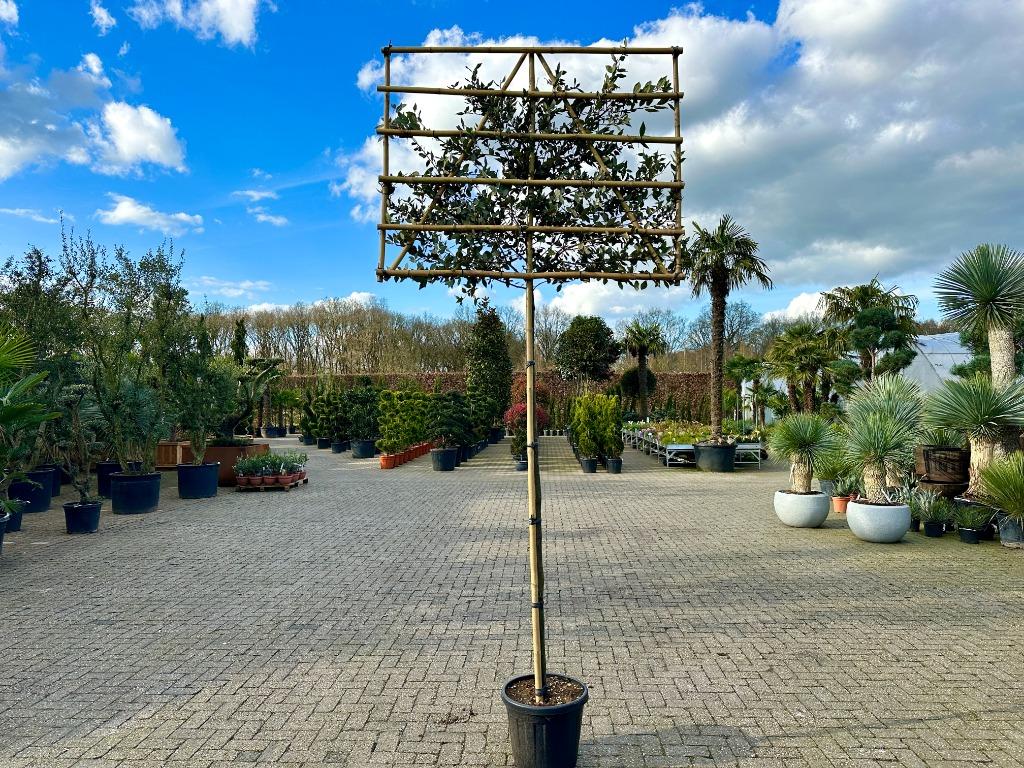 Quercus ilex - Steeneik groenblijvende leiboom te koop!!, Tuin en Terras, Planten | Bomen, Leiboom, 250 tot 400 cm, Volle zon
