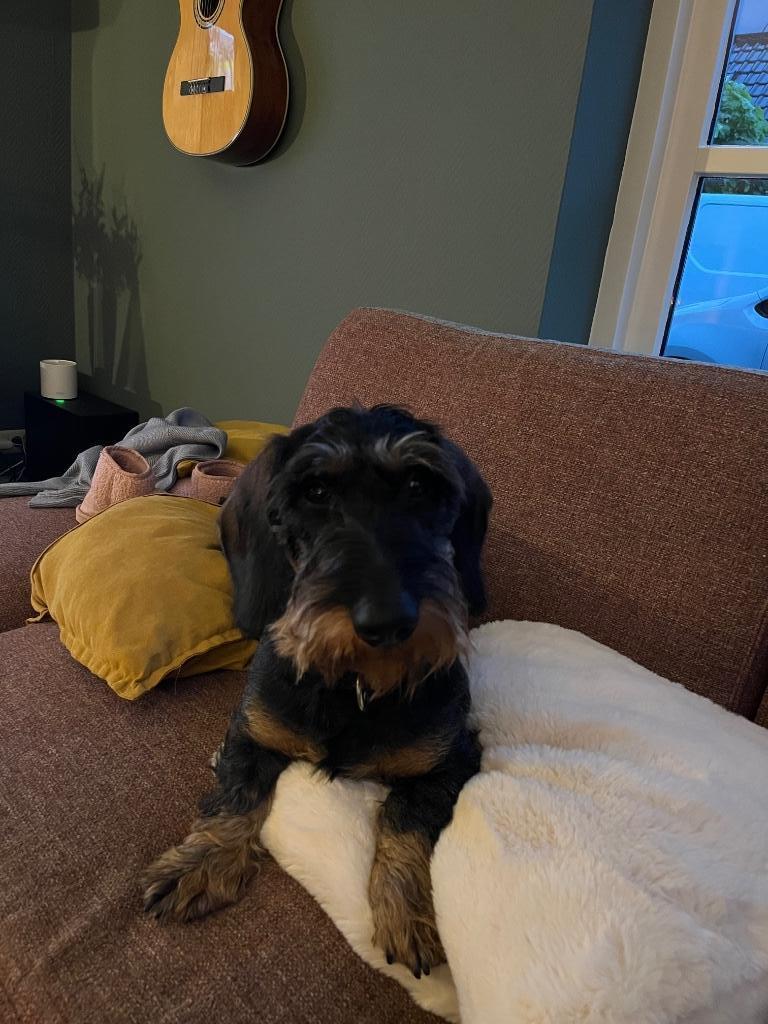 Lieve stoere Dekreu teckel standaard ruwhaar, Reu, Parvo, Eén hond, 3 tot 5 jaar