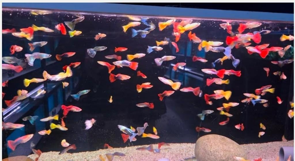 Mooie Guppy man mix - Gup - Koidream Valburg, Vis, Zoetwatervis