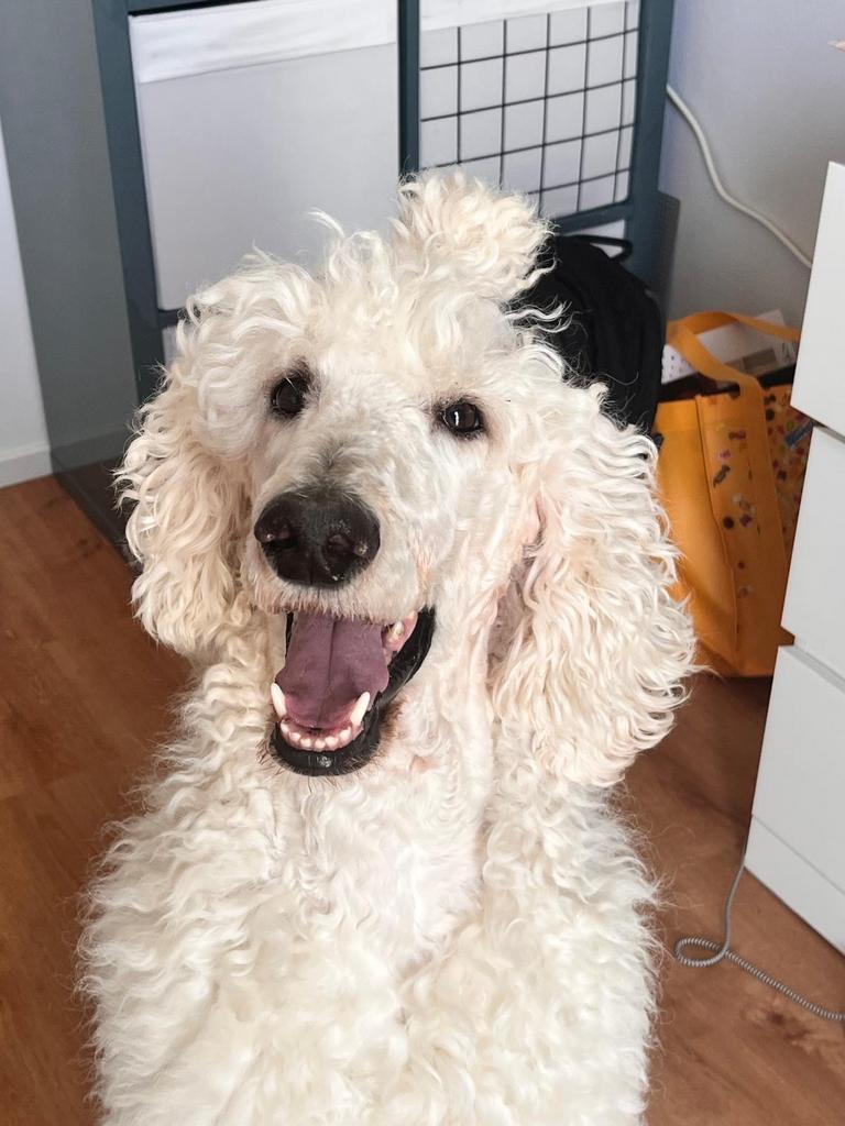 Witte Koningspoedel, Dieren en Toebehoren, Honden | Poolhonden, Keeshonden en Oertypen, Parvo, Eén hond, 3 tot 5 jaar, Nederland