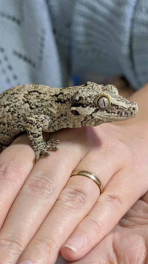 Gargoyle gekko, Hagedis, Tam, 0 tot 2 jaar
