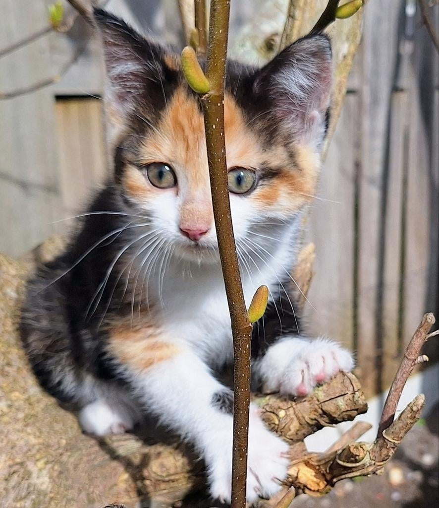 Kittens Europese korthaar/ Maine Coon