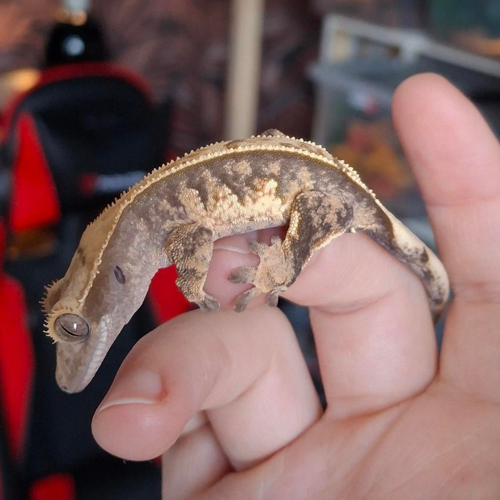 Tri-color wimpergekko/crested gecko man (1.0) Crested Gecko - male for sale from Lotus' Creatures