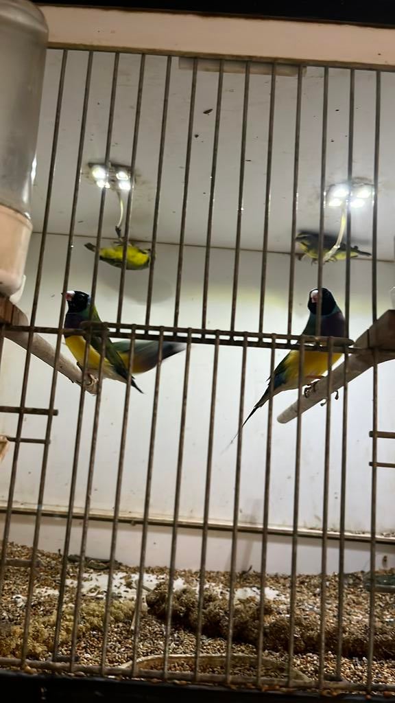 Koppel Mozambiqeu sijsjes, Dieren en Toebehoren, Meerdere dieren, Tropenvogel, Geringd