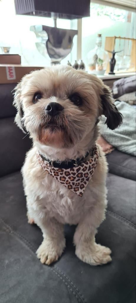 oppas voor u hond aangeboden, Diensten en Vakmensen, Particuliere oppas