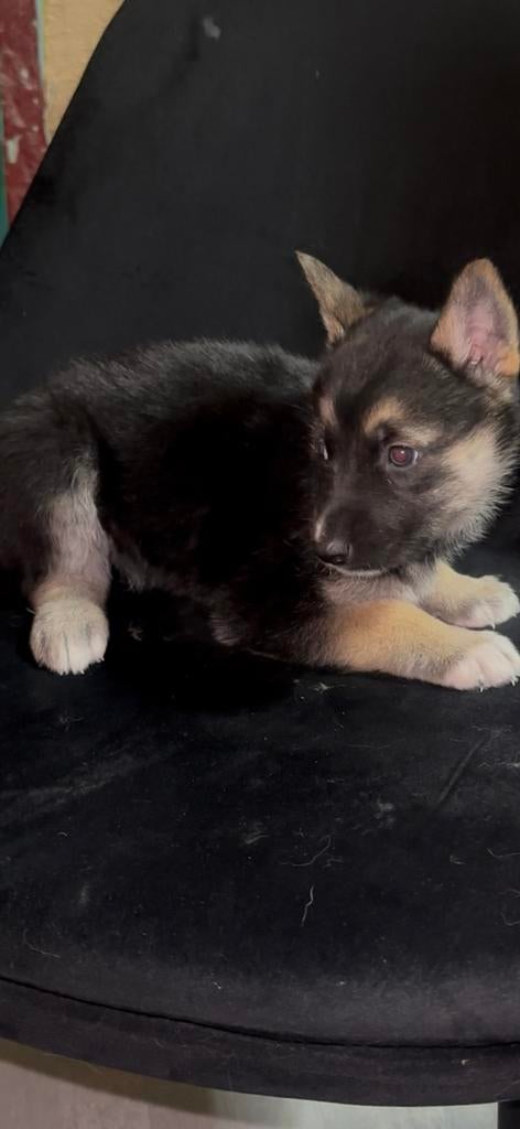 Mooie Duitse Herder puppy’s | Gechipt & gevaccineerd, Dieren en Toebehoren, Honden | Herdershonden en Veedrijvers, 8 tot 15 weken