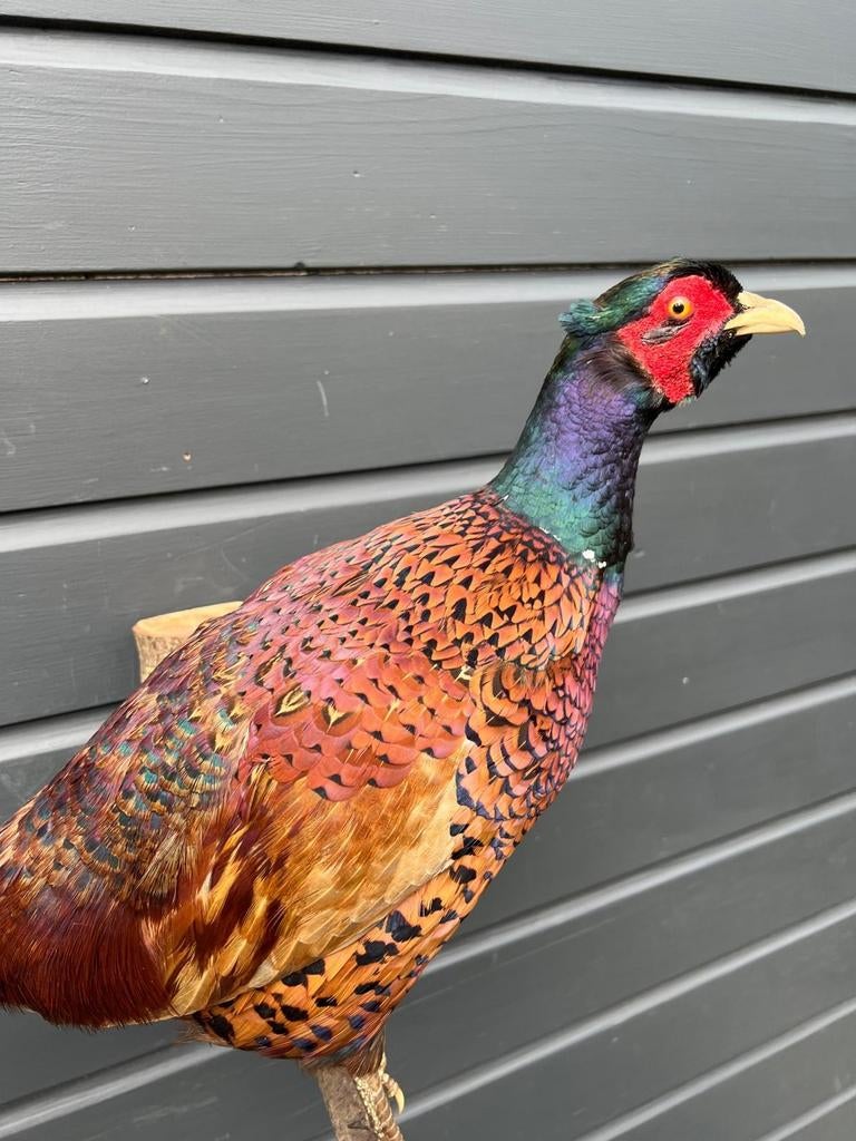 Prachtige Fazant, Ophalen of Verzenden, Zo goed als nieuw, Vogel, Opgezet dier