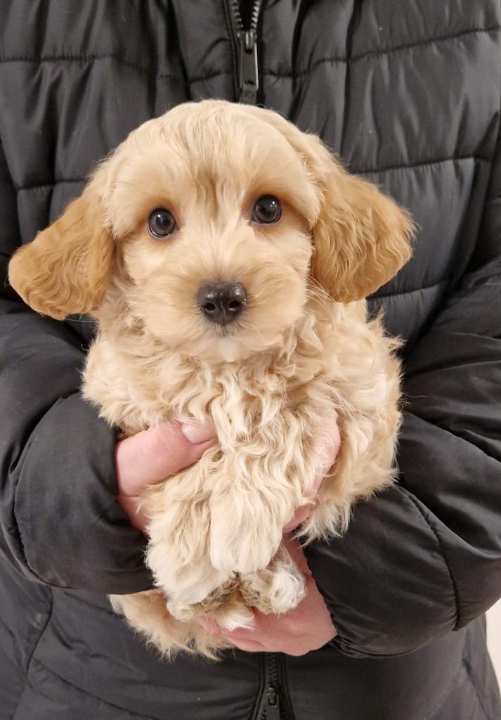 Leuke boomer pups, Parvo, Nederland, 8 tot 15 weken, Meerdere