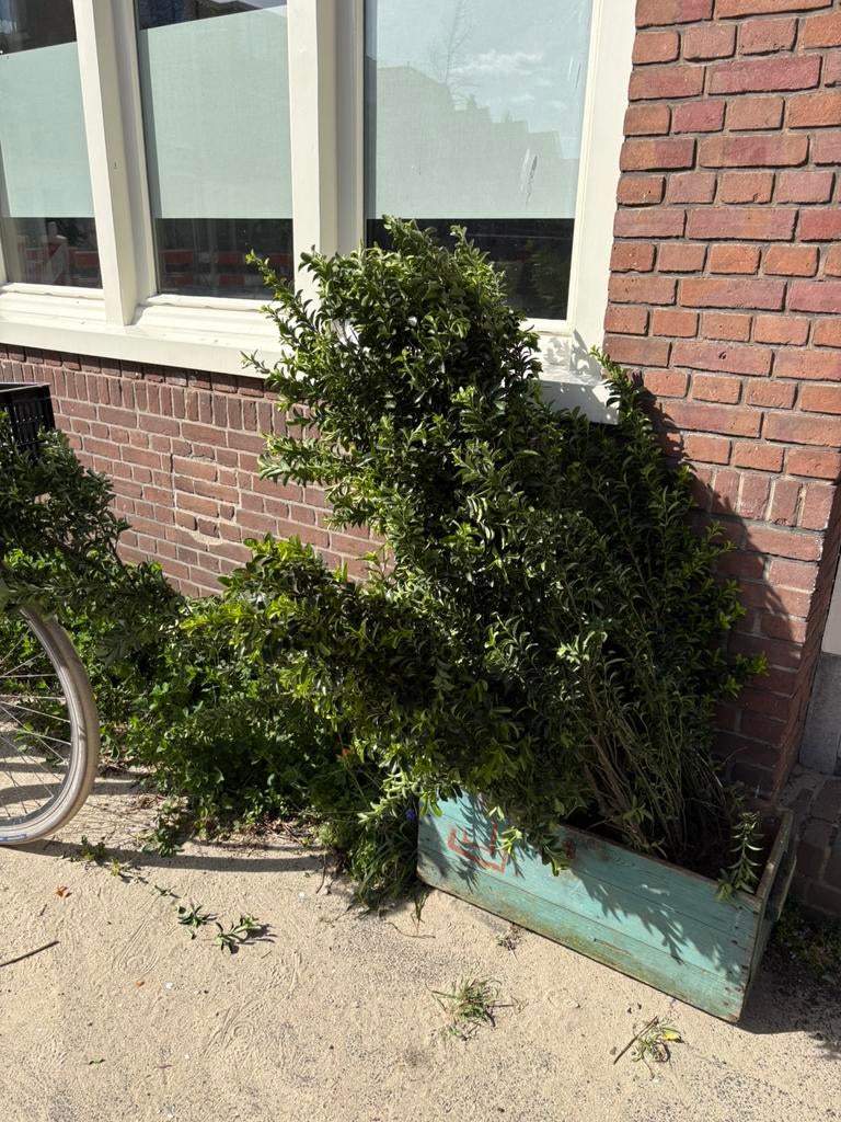 Buxus planten, Tuin en Terras, Bloeit niet, Overige soorten, Minder dan 100 cm, Ophalen