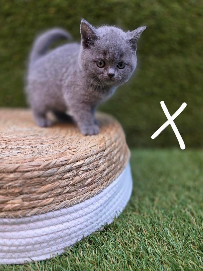 Britse korthaar kittens, Meerdere dieren, Ontwormd, 0 tot 2 jaar