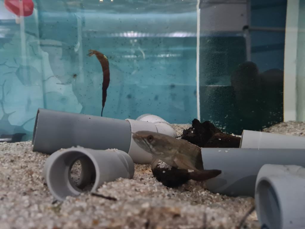 Channa Laos Fireback, slangenkopvis, Vis, Zoetwatervis