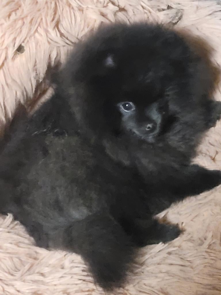 Pomeranian  meisje, Parvo, België, Fokker | Hobbymatig, Keeshond