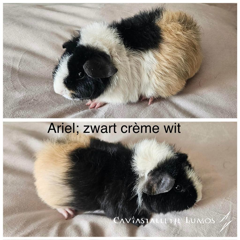Jonge zwart creme wit us teddy zeug met stamboom, Cavia, Vrouwelijk, November, Tam