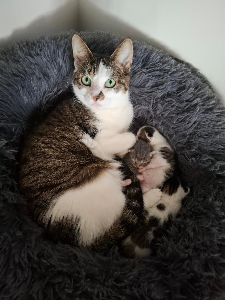 Kittens, Meerdere dieren, Kortharig, 0 tot 2 jaar